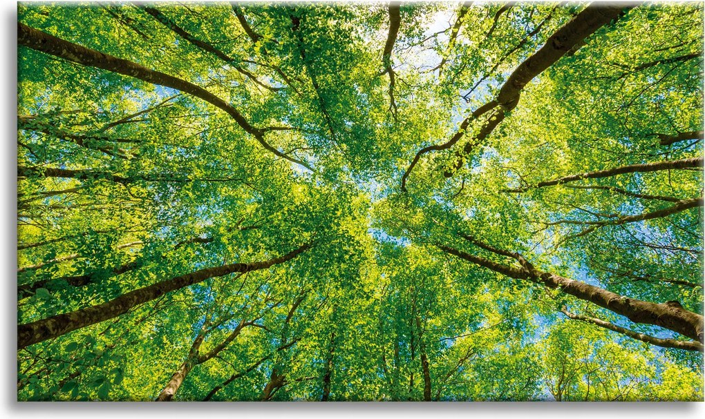 Vászonkép Fák Levelek Természet Erdő Tavasz 70x50 cm