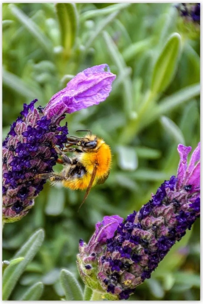 Plakátok 80x120 Levendula világ