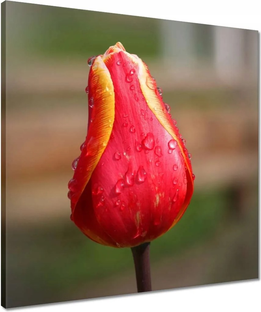 Vászonkép 50x50 Piros-sárga tulipán