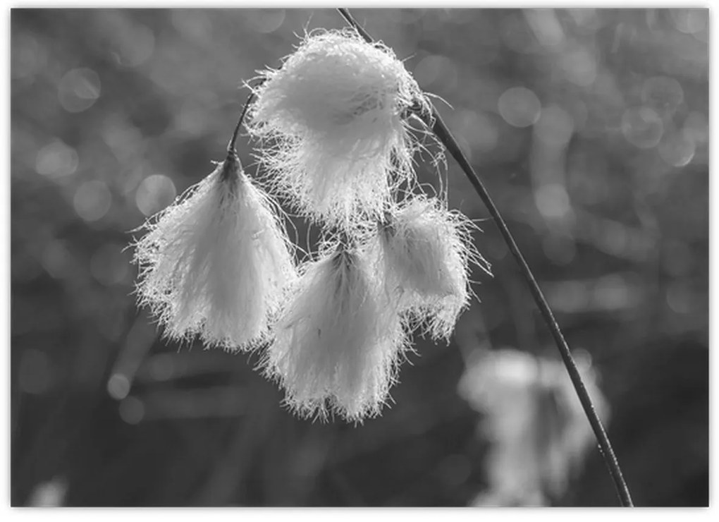 Kép - Cottongrass (70x50 cm)