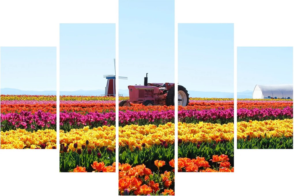 Tulipánfarm képe (150x105 cm)