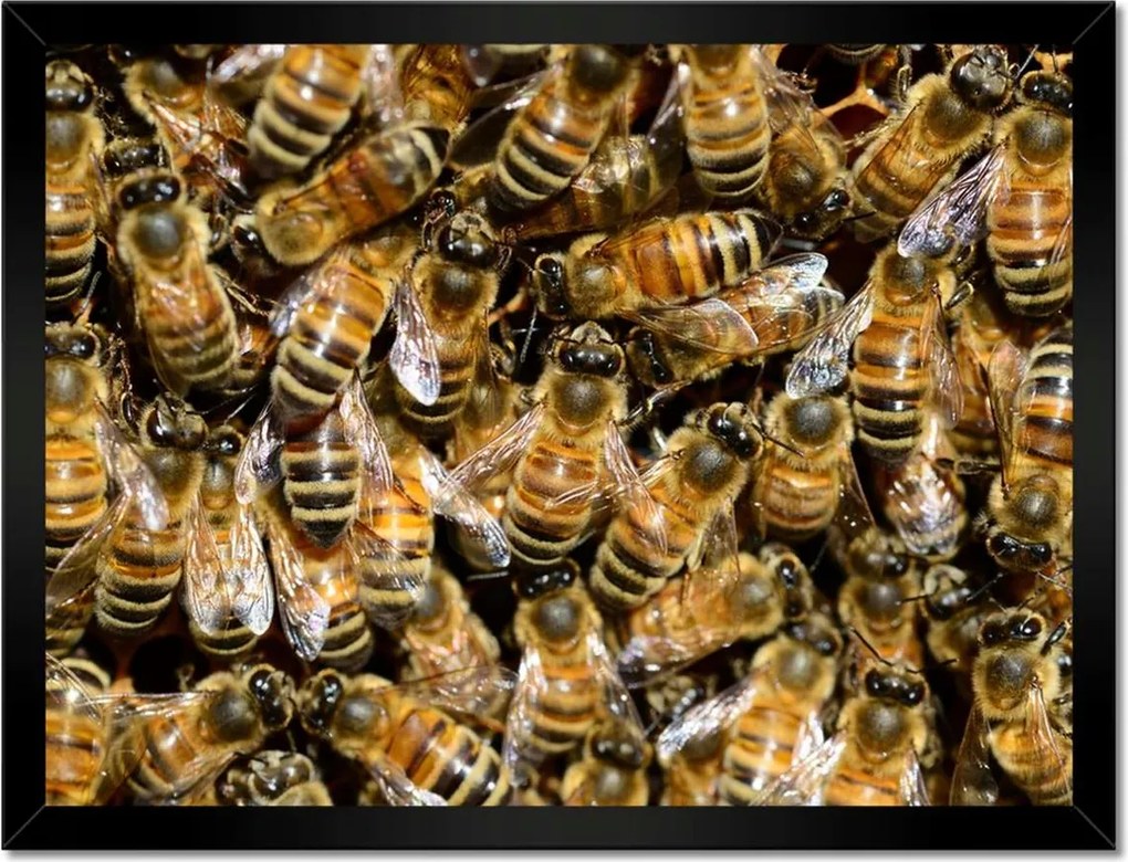Poszterek keretben 40x30 Méhecskék munka közben