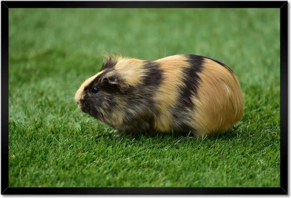 Poszter keretben 60x40 Tengerimalac