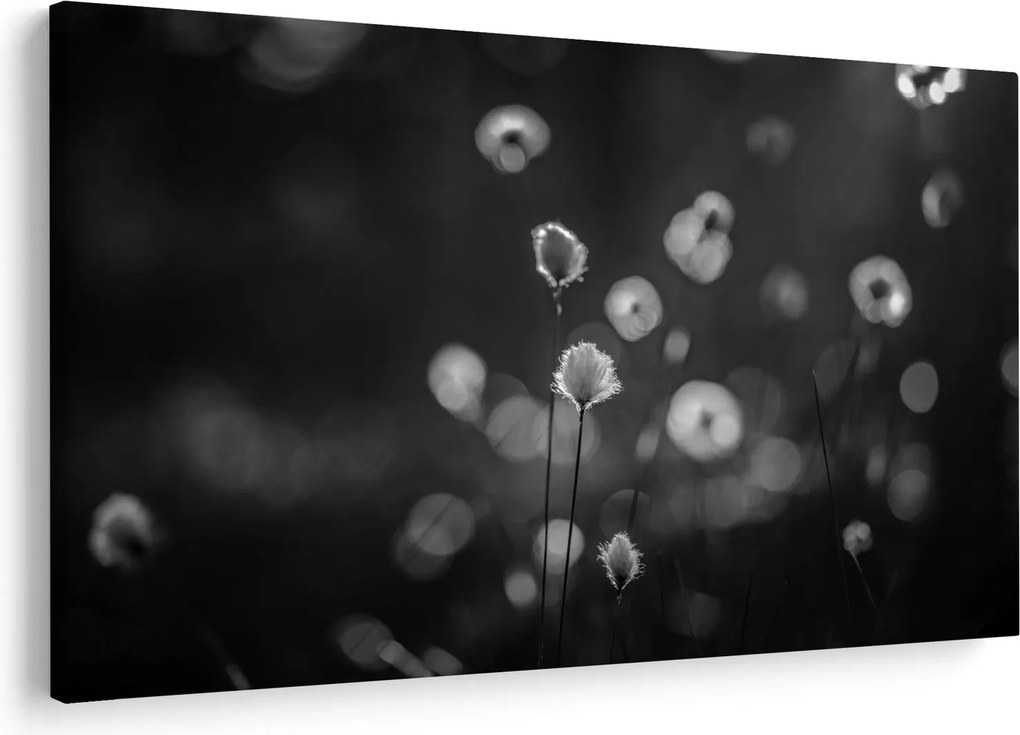 Kép - Pamutfű a réten (90x60 cm)
