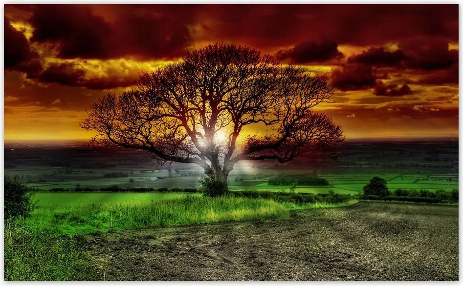 Fotótapéta flizelina 416x254 Varázslatos fa