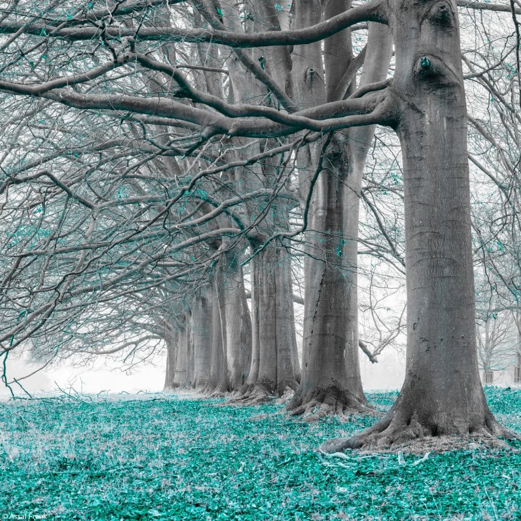 Poszter 20x20cm Fák egy sorban türkiz levelek, Assaf Frank