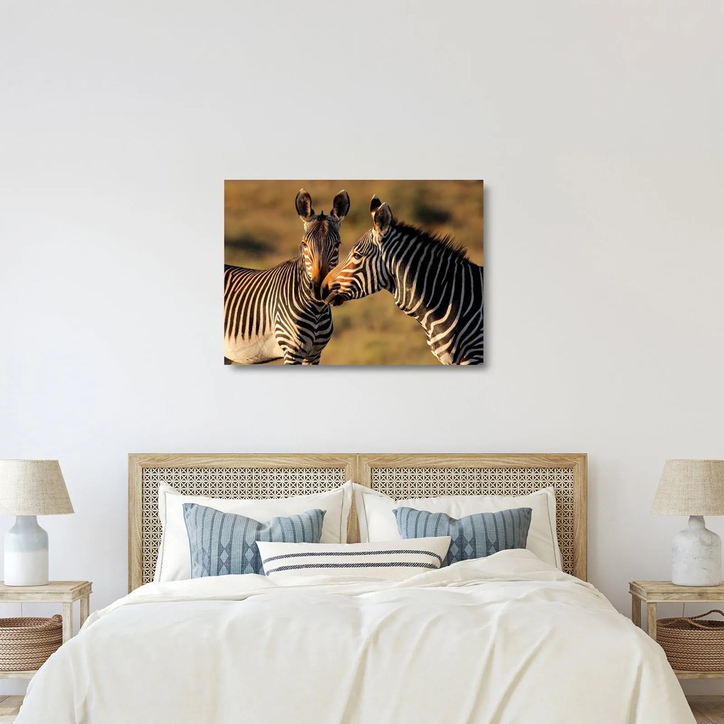 Üveg kép - Két zebra (70x50 cm)