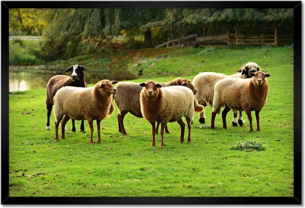 Poszterek keretben 60x40 Juh legeltetés Bárányok