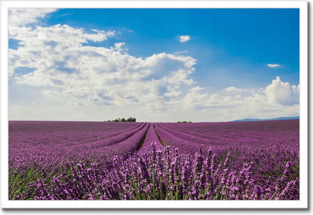 Poszter keretben 60x40 Levendula mező Levendula