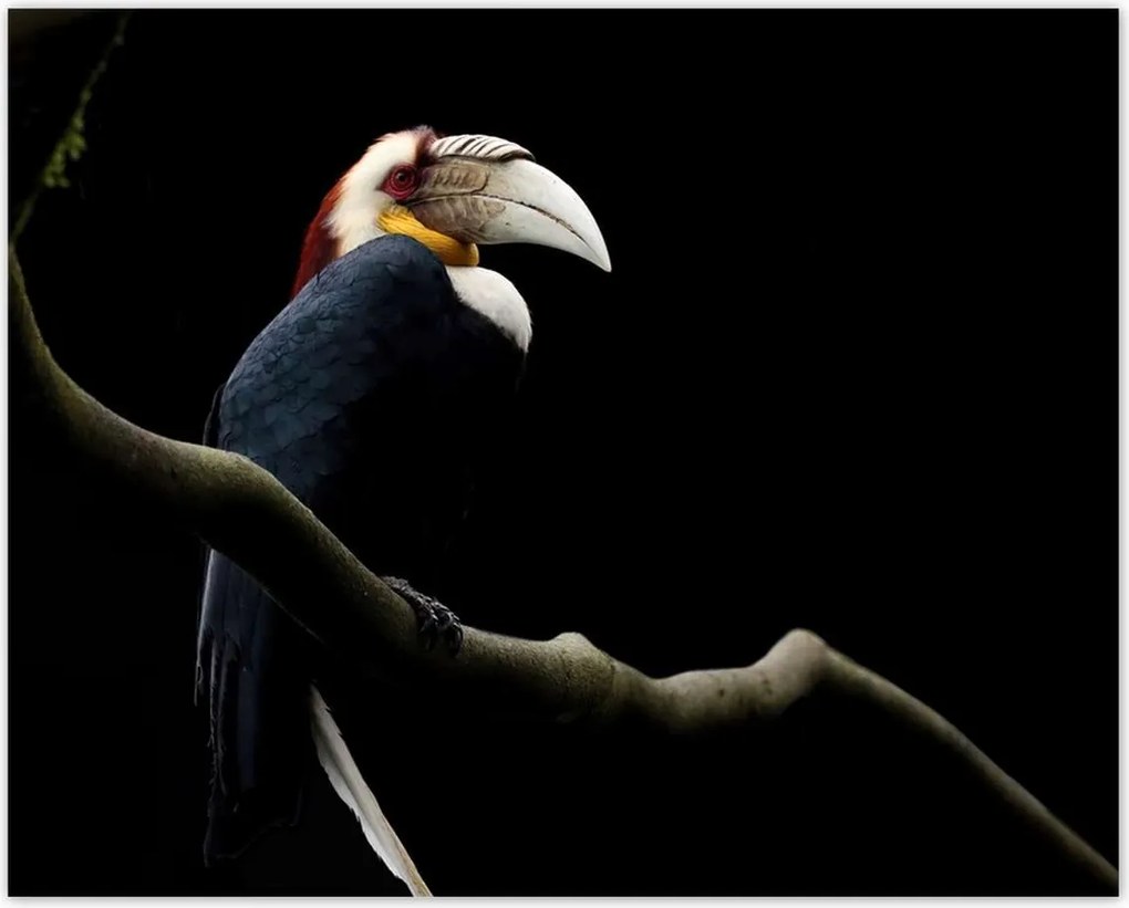 Poszterek 50x40 Papagáj az ágon