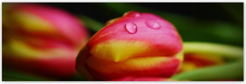 Poszterek 200x66 Tulipánok makró fotó