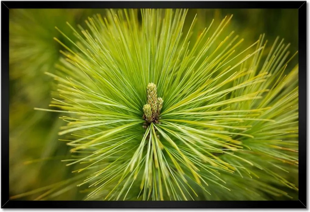 Poszterek keretben 60x40 Ág