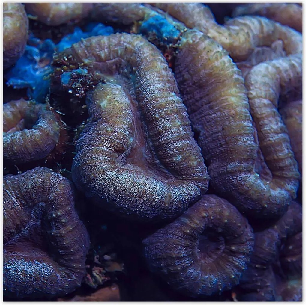 Poszterek 140x140 Vad természet az óceánban