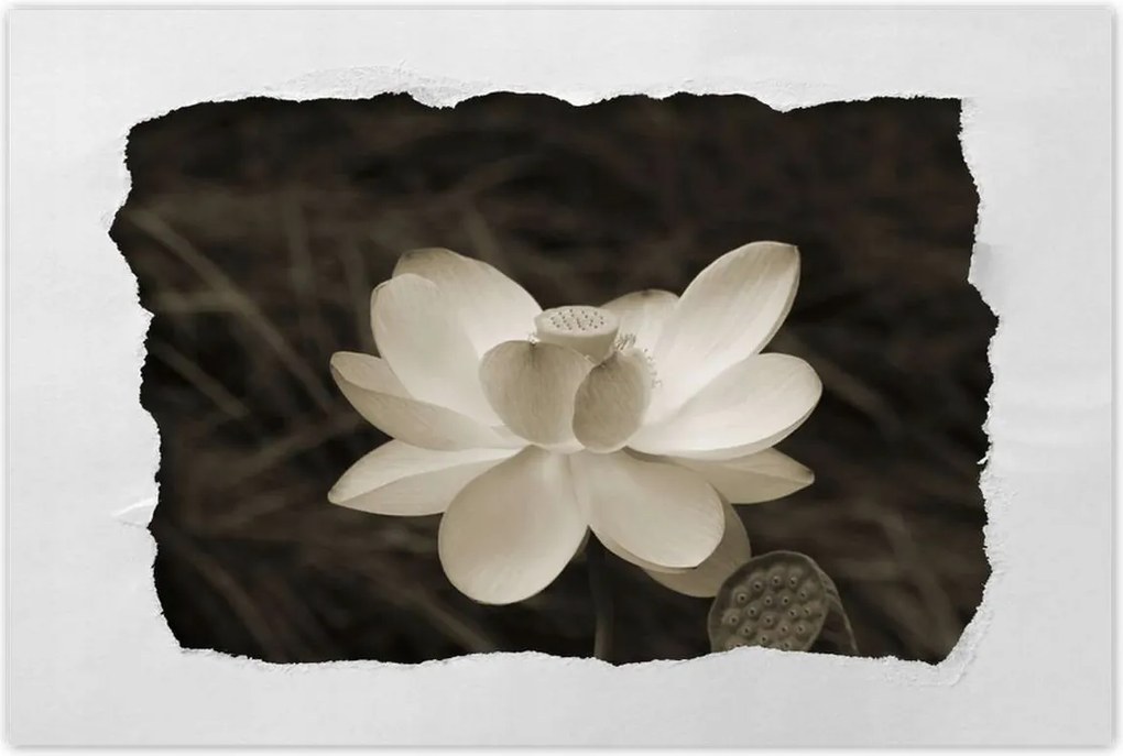 Poszterek 90x60 Lótusz Lótuszvirág