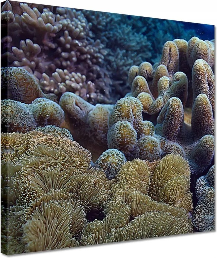 Vászonkép 30x30 Sárga korallzátony