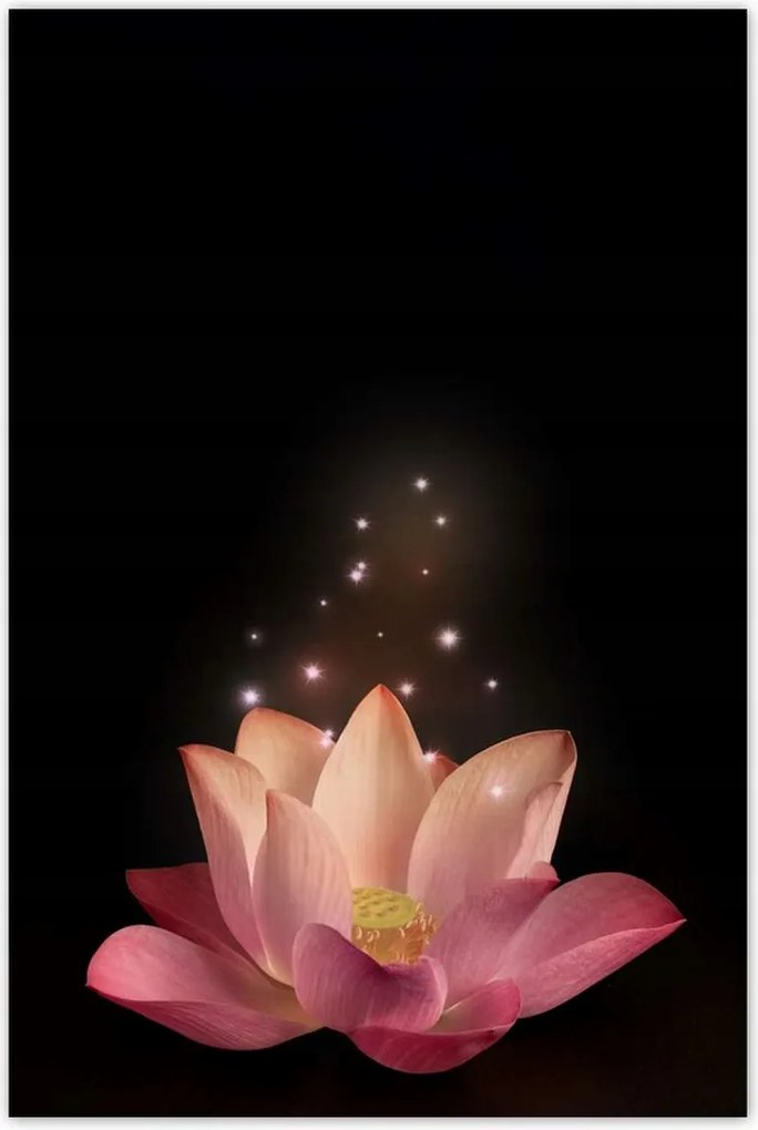 Poszterek 80x120 Rózsaszín lótuszvirág