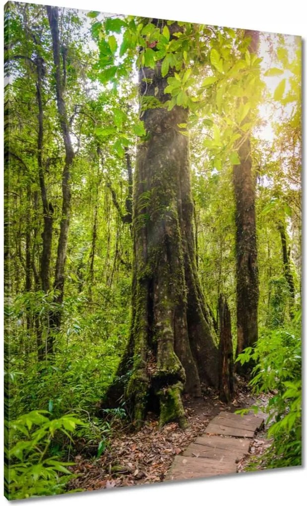 Vászonkép 70x100 Gyalogtúra