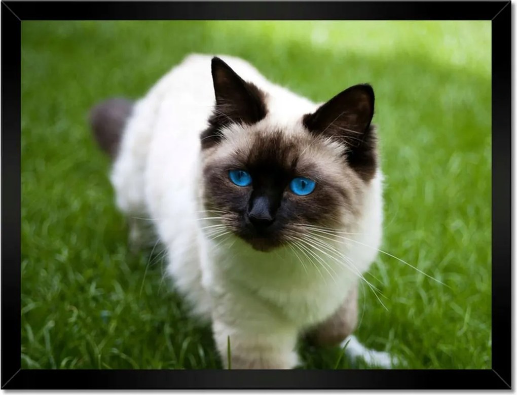 Poszterek keretben 40x30 Pihenés a fűben