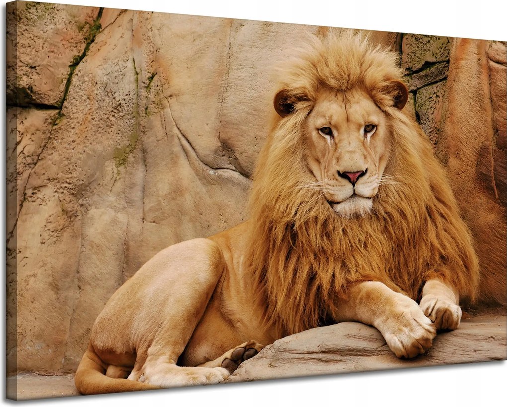 Vászonkép Állat Fekszik a sziklánál Természet 120x80 cm