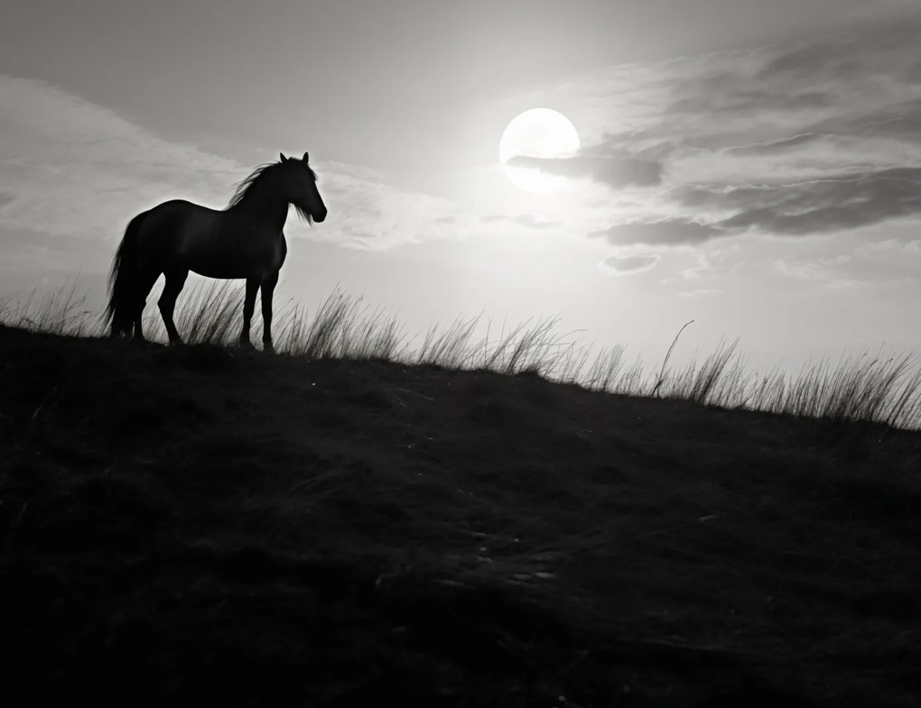 Poszter 65x50cm Holdőrség