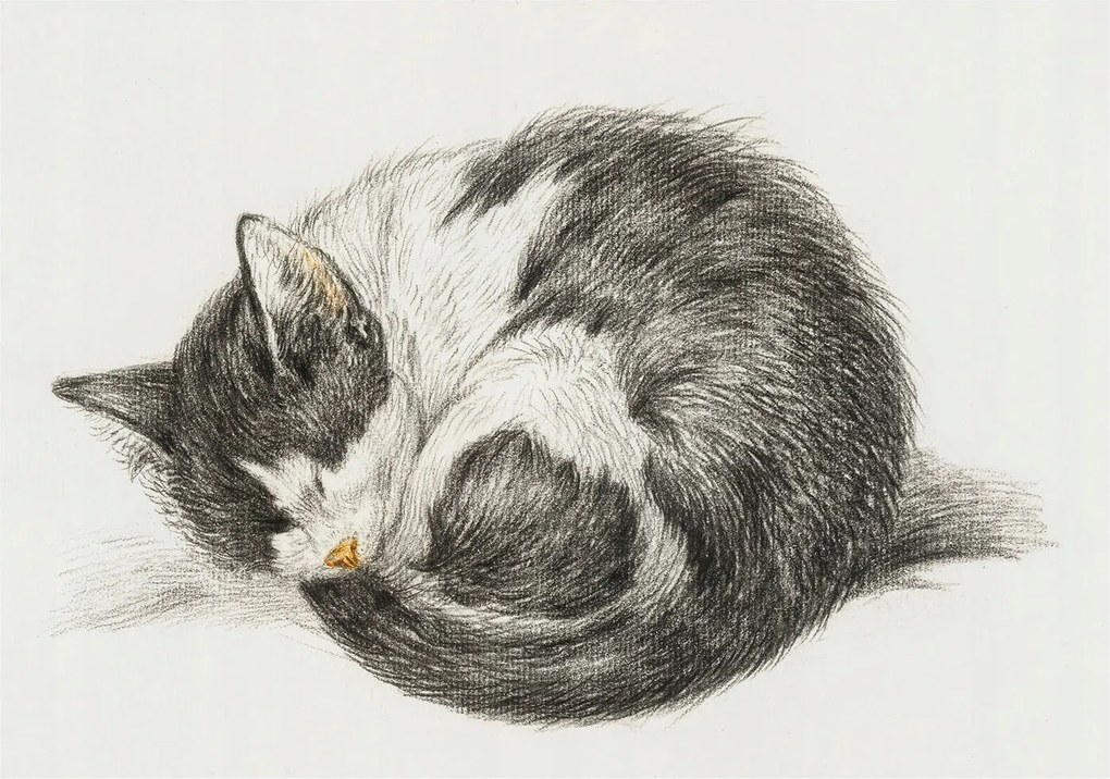 Dekoratív Fotótapéta Hálószobába Bájos cica 312x219 Ragasztó