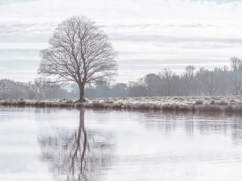 Poszter 40x30cm Fa tükröződése a tóban, Assaf Frank