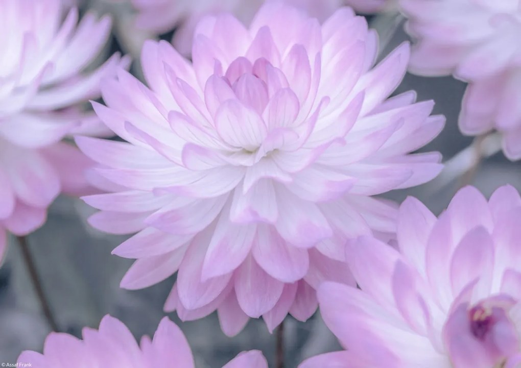 Poszter 29,7x21cm Dália virágok, Assaf Frank