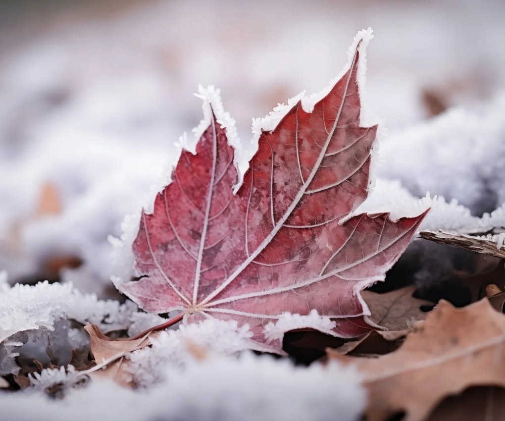 Poszter 60x50cm Levél az ősz végén