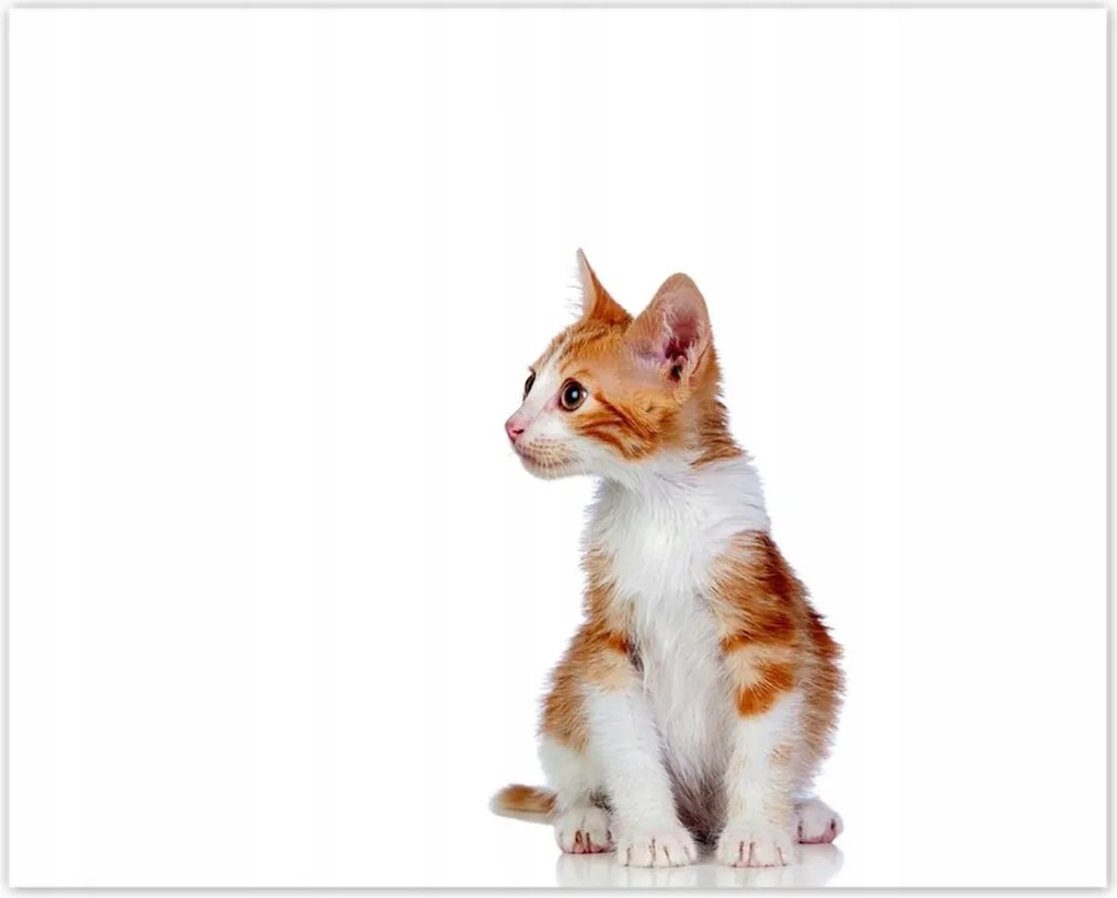 Poszterek 50x40 Cica Cicák Macskák