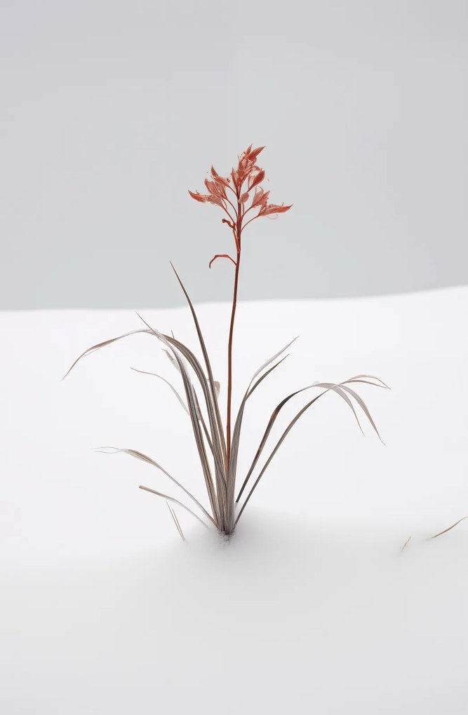 Poszter 53x81cm A természet finomsága