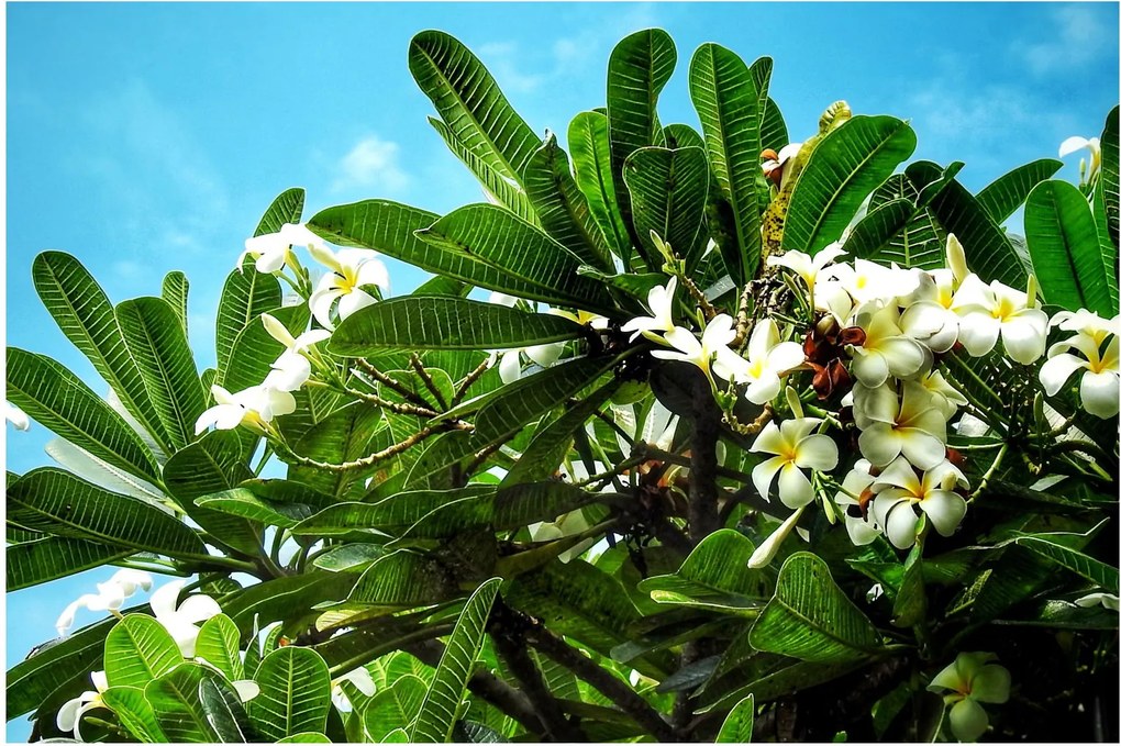 Kép - Plumeria (90x60 cm)