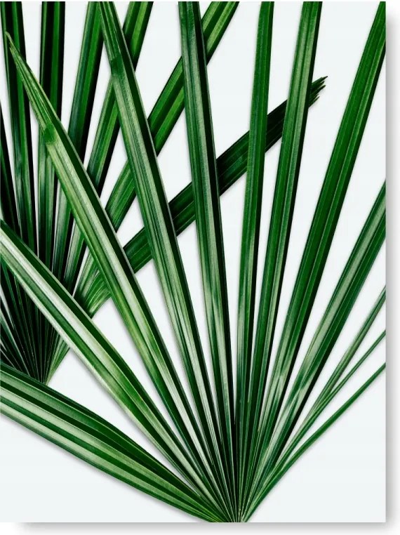 Levelek Zöld poszter kép B2 50x70cm #176