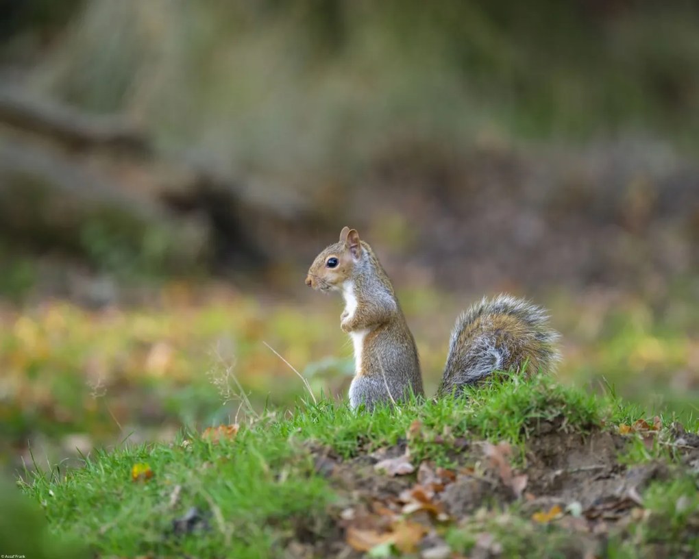 Poszter 50x40cm Mókus a fűben, Assaf Frank