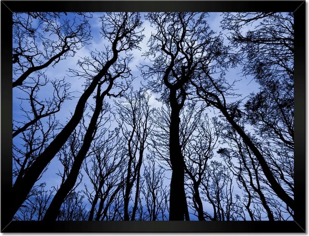 Poszterek keretben 40x30 Erdő Fák Kilátás alulról