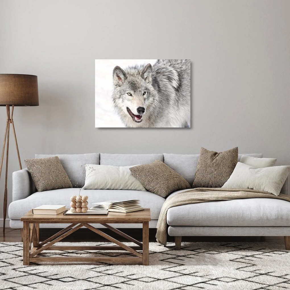 Üveg kép - Farkas a természetben (70x50 cm)