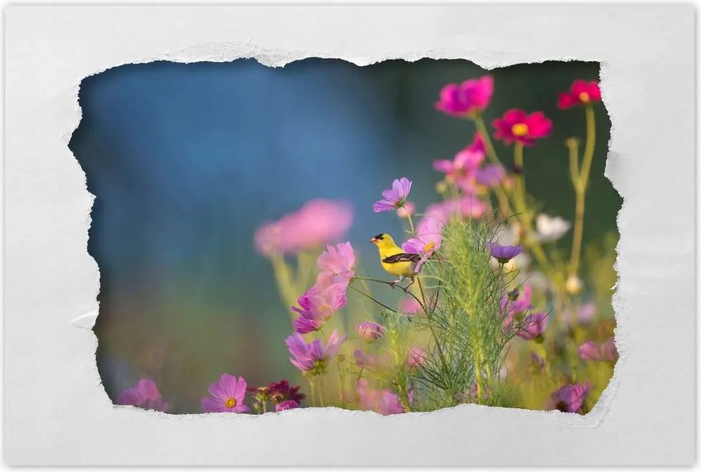 Poszterek 90x60 Madarak