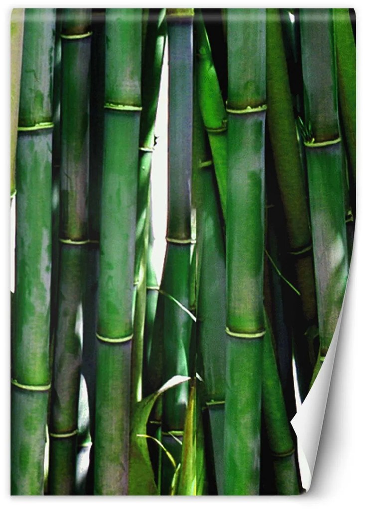 Gario Fotótapéta Zöld bambuszok Anyag: Vlies, Méret: 200 x 280 cm