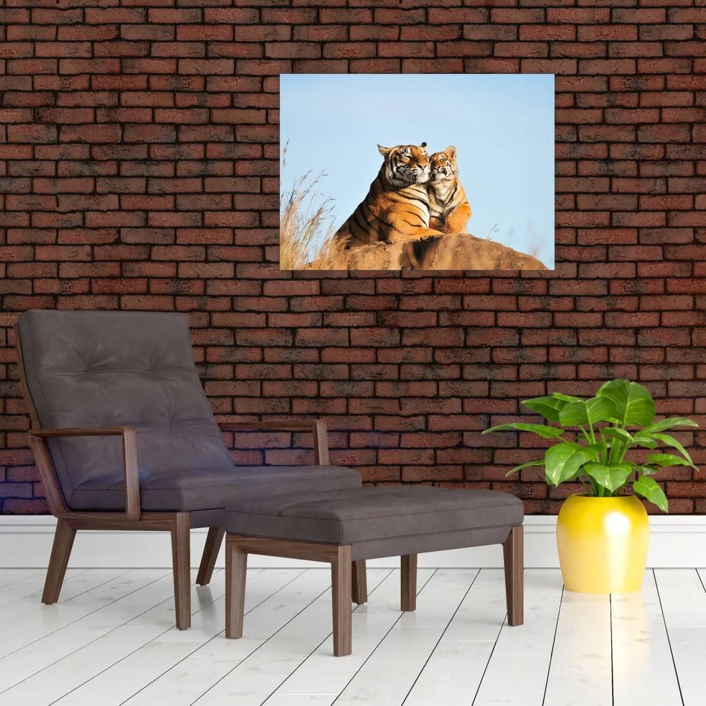 Kép - Tigris és a kölyke (üvegen) (70x50 cm)