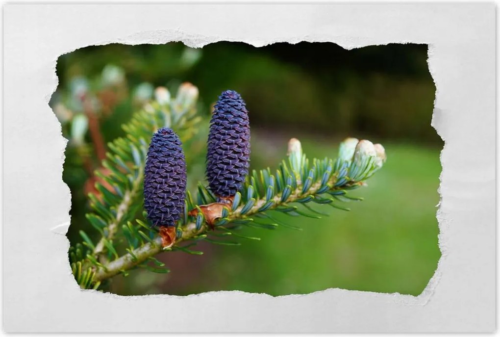 Poszterek 60x40 Lila tobozok