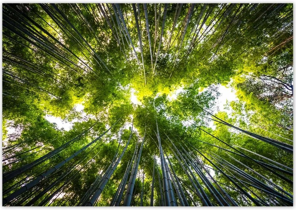 Poszterek 100x70 Bambusz trópusi erdő