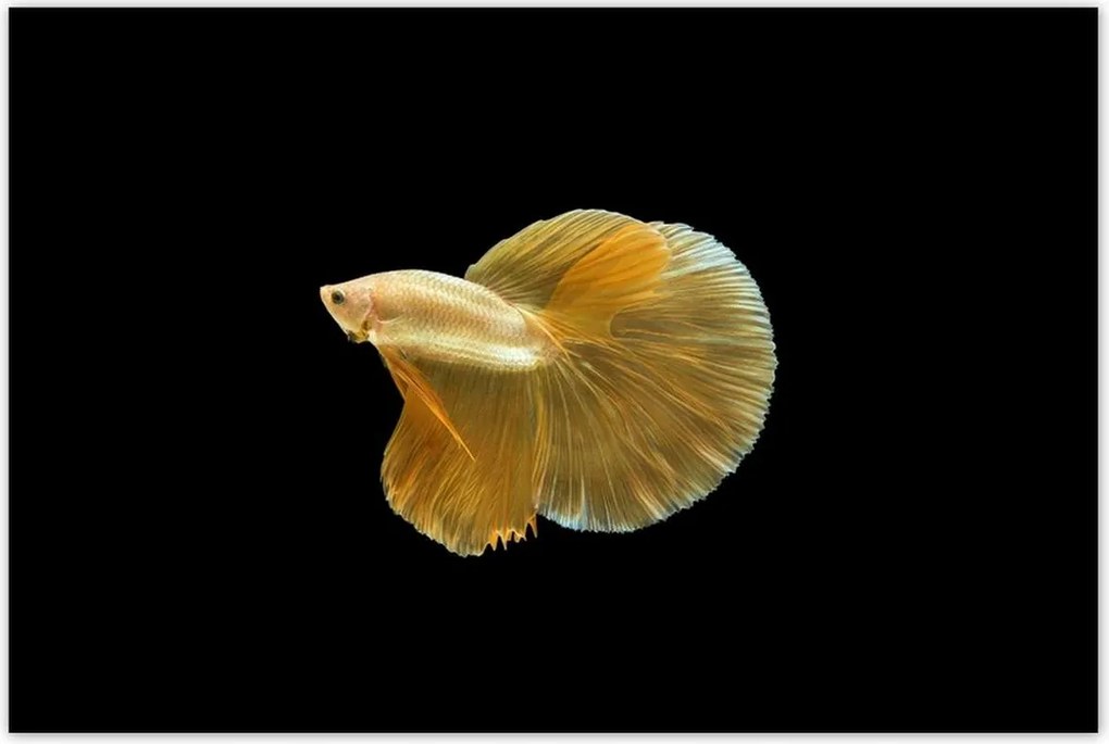 Poszterek 120x80 Arany sziámi hal