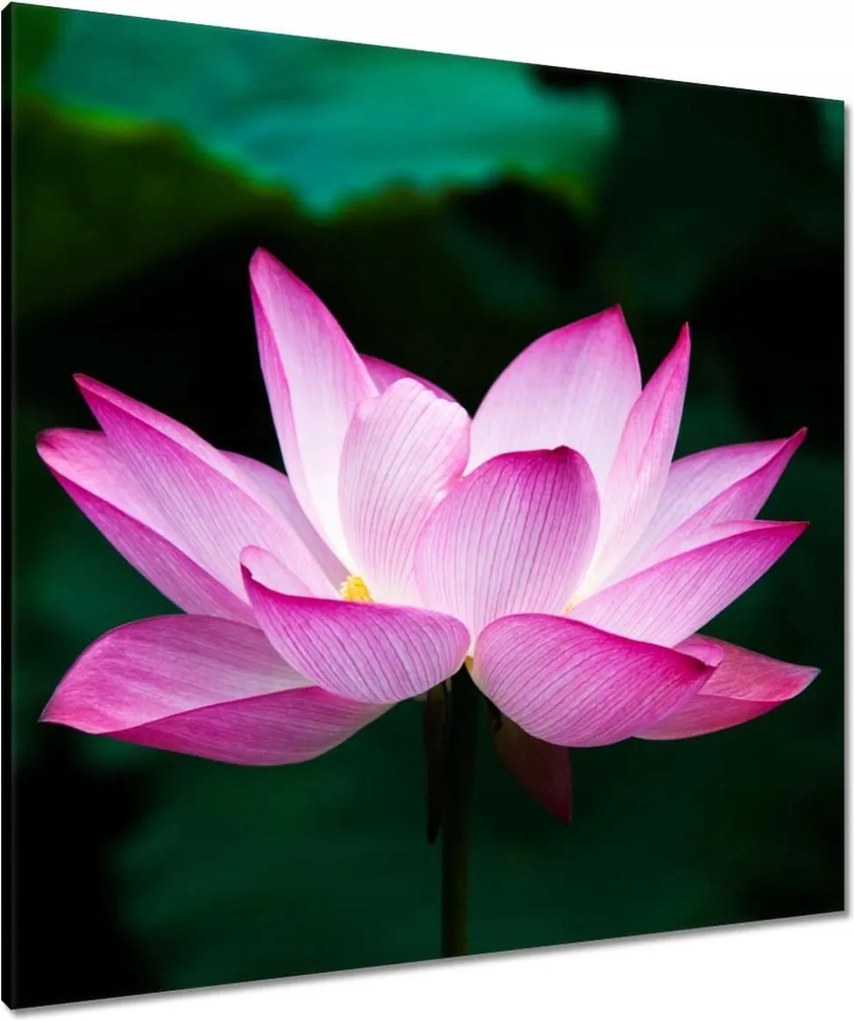 Vászonkép 80x80 Lótuszvirág