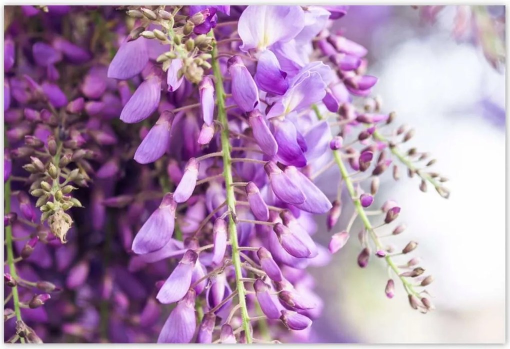 Poszterek 155x105 Lila virágok Virágok