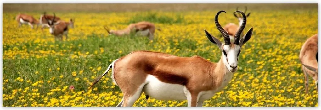 Poszterek 200x66 Antilop a virágok között