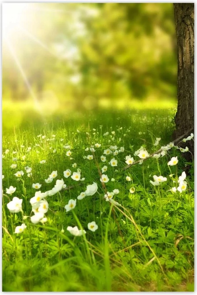 Poszterek 60x90 Sugár a réten