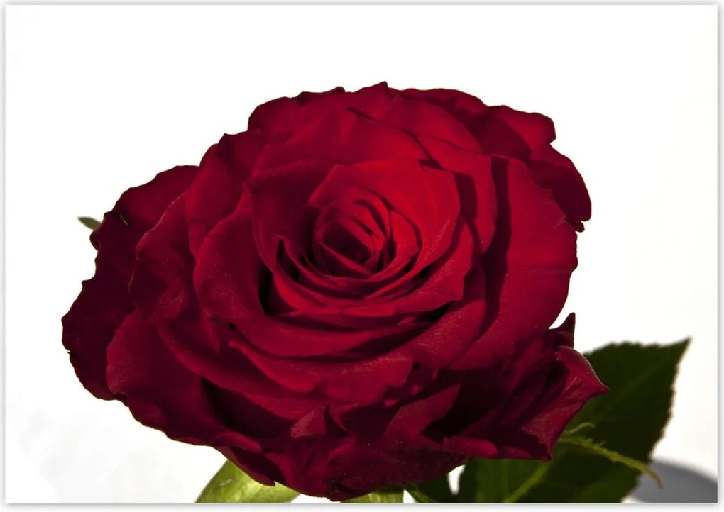 Poszterek 100x70 Vörös rózsa fehér között