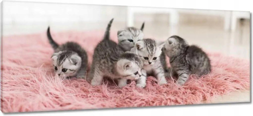 Vászonkép 100x40 Cica Cicák