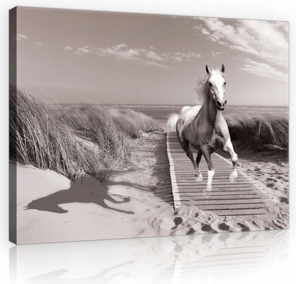 Vászonkép Ló Tengerpart Modern Vászon Fal Hálószoba Nappali 100x70