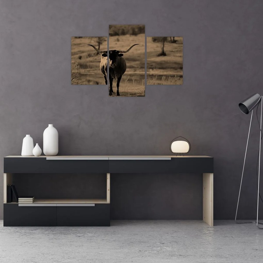Kép - Texasi tehén (90x60 cm)