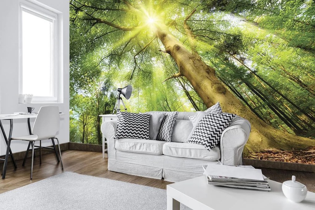 Fotótapéta - Fa napfényben (152,5x104 cm)